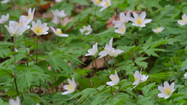 Wild Flowers — Stock Video