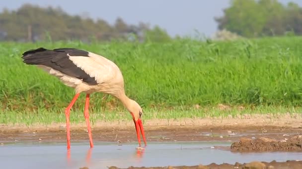 Stork drinking water — Stock Video