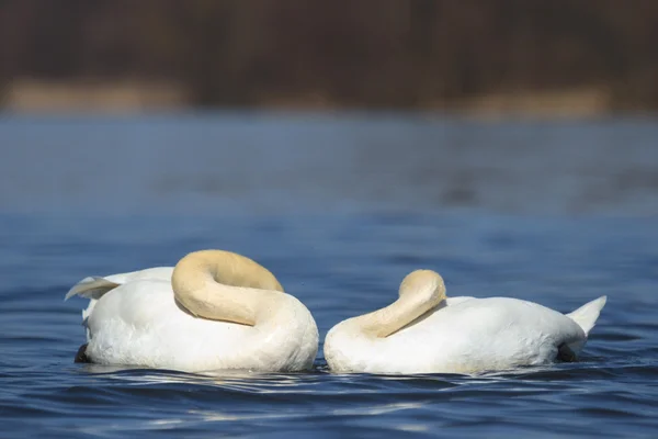 Fågel — Stockfoto