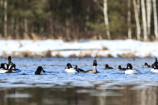 Vögel — Stockfoto