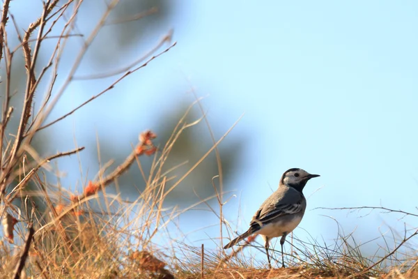 Bird — Stock Photo, Image