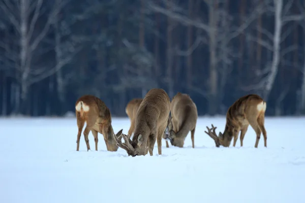 Capriolo — Foto Stock