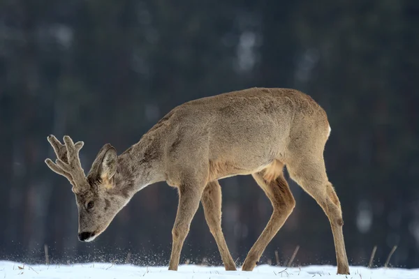 ROE deere — Stockfoto