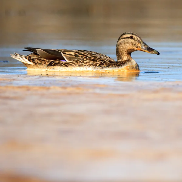 Fågel — Stockfoto