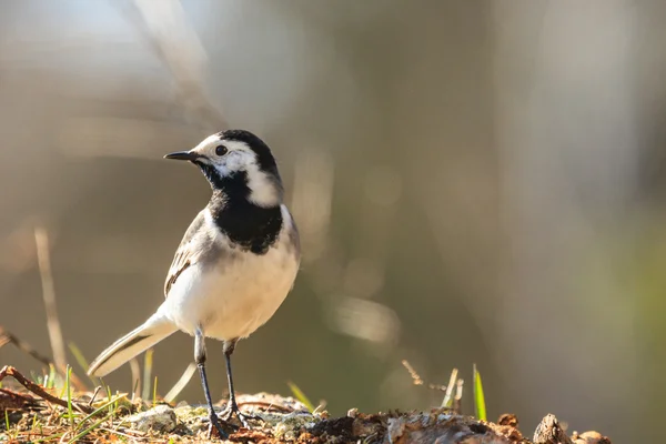 Vogel — Stockfoto