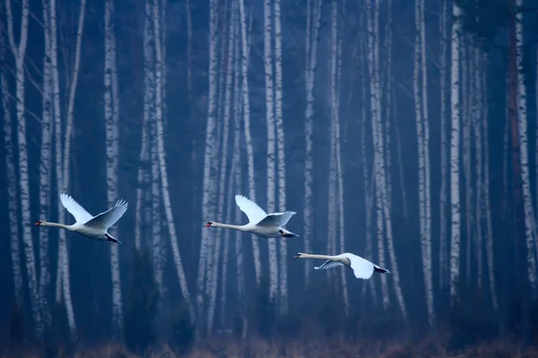 Bird — Stock Photo, Image