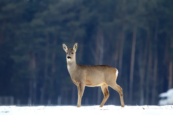 Capriolo — Foto Stock