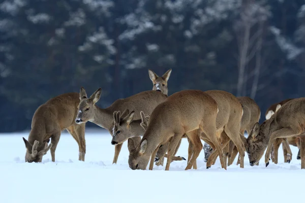 Rehwild — Stockfoto