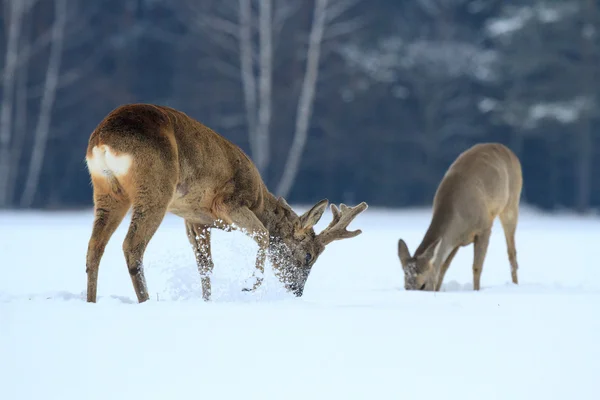 Rehwild — Stockfoto