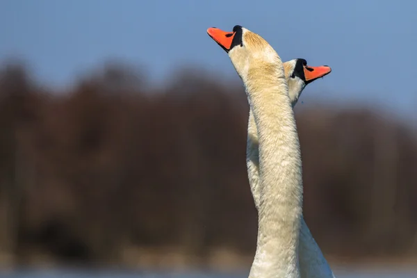 Zwaan — Stockfoto