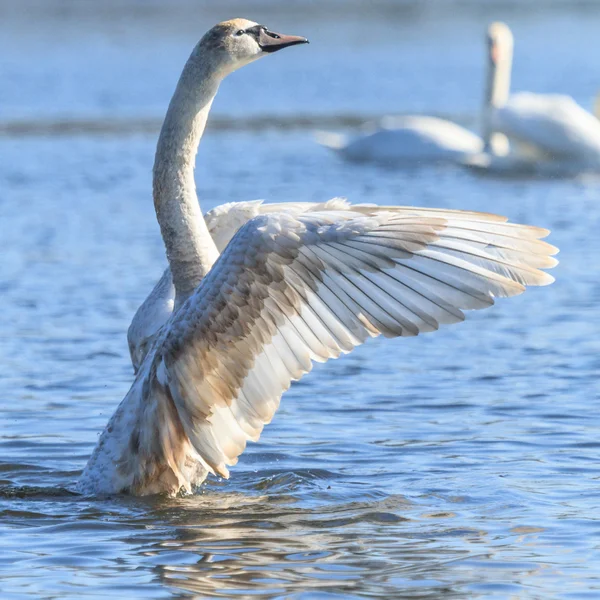 Svanen — Stockfoto