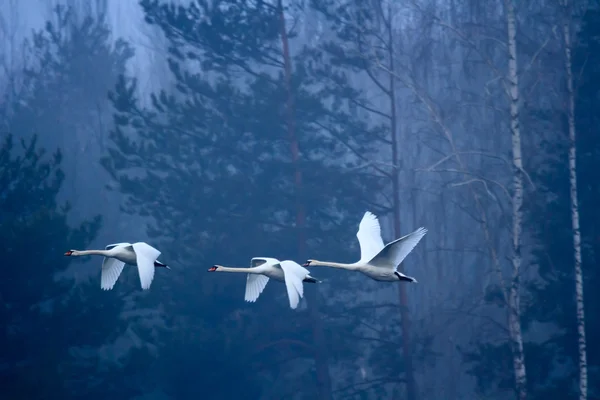白鳥 — ストック写真