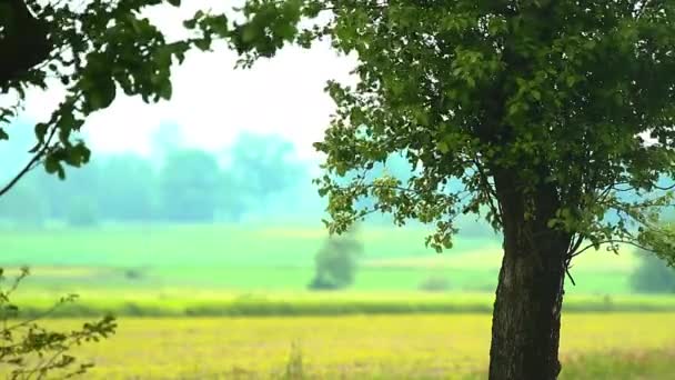 Plantas para el fondo natural — Vídeo de stock