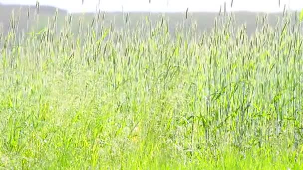 Planten voor natuurlijke achtergrond — Stockvideo