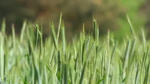 Pflanzen für natürlichen Hintergrund — Stockvideo