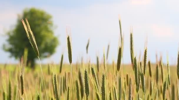 Plantas para el fondo natural — Vídeo de stock