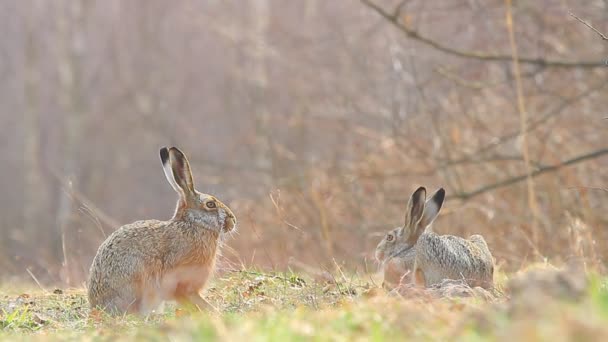 Two hares — Stock Video