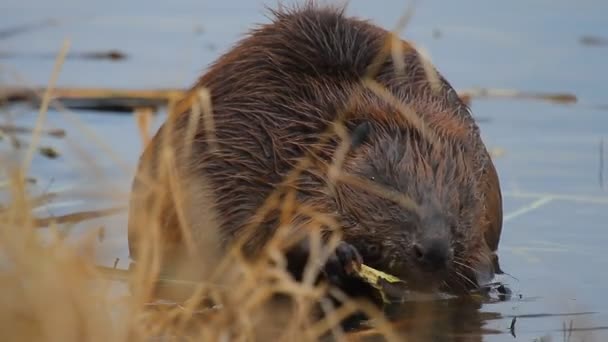 Beaver working — Stock Video