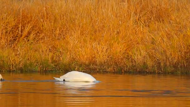 Cisne na água do lago azul — Vídeo de Stock