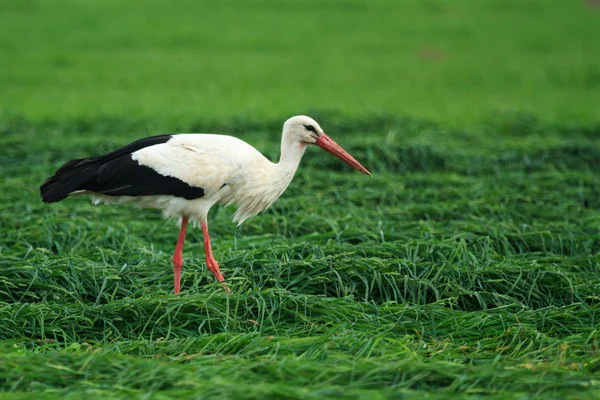 Bird — Stock Photo, Image