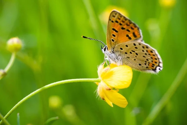 Schmetterling — Stockfoto