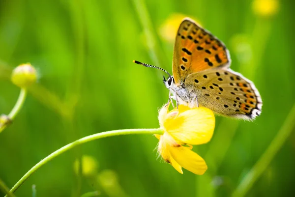 Borboleta — Fotografia de Stock