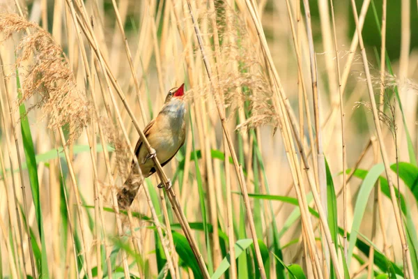 Vogel — Stockfoto