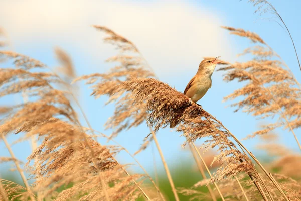 鳥 — ストック写真