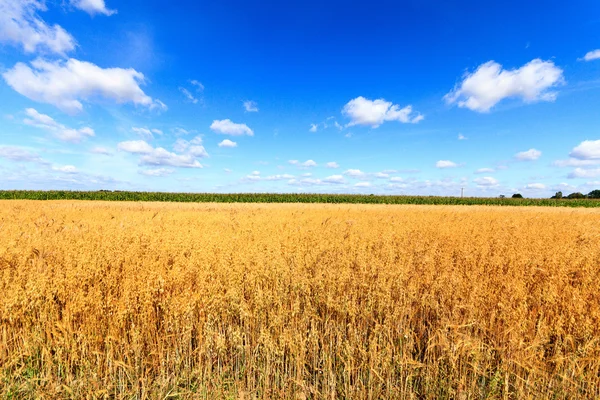 Wheat — Stock Photo, Image