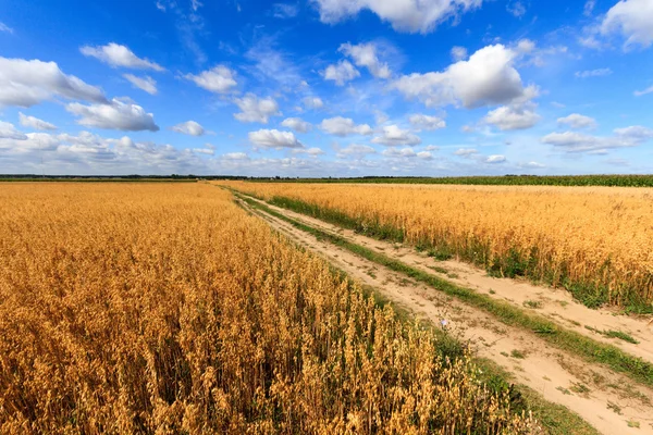 Wheat — Stock Photo, Image