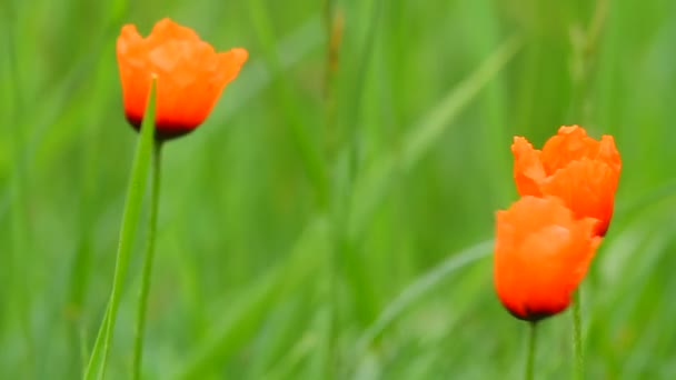 Orangene Tulpen im Gras — Stockvideo