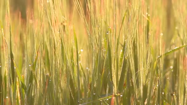 Wiese auf dem Feld — Stockvideo