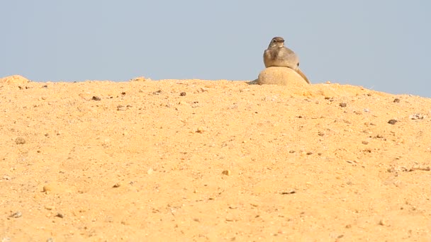 Pták na písku — Stock video