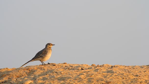 Bird on sand — Stock Video