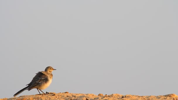 Fågel på sand — Stockvideo