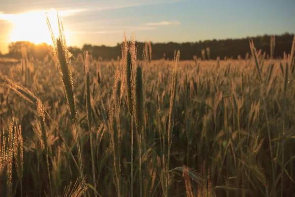 Agricultural field — Stock Photo, Image