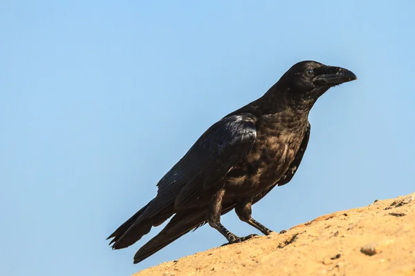 Uccello selvatico — Foto Stock