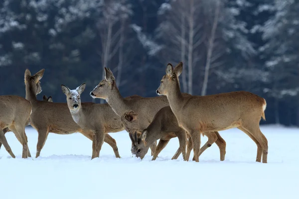 Roe deer in the forest — Stock Photo, Image