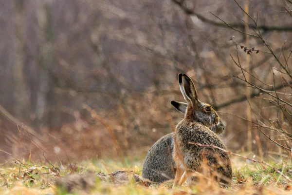 Two hares — Stock Photo, Image