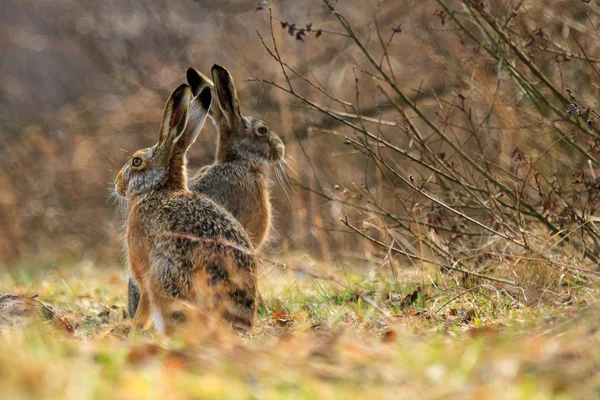 Two hares — Stock Photo, Image