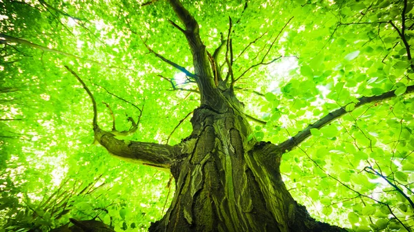 Viejo árbol grande — Foto de Stock