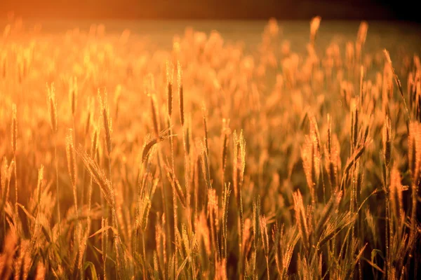 Wheat — Stock Photo, Image