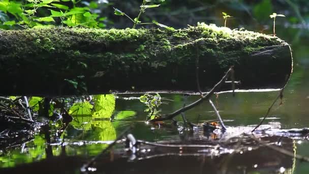 森林小河 — 图库视频影像