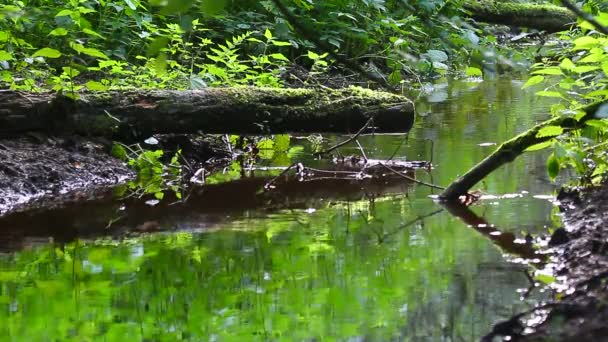 Potok leśny — Wideo stockowe