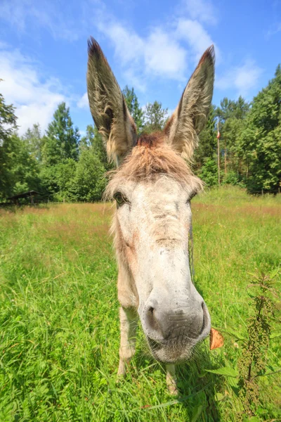 Burro. — Foto de Stock