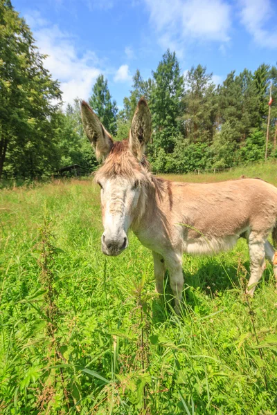 Esel — Stockfoto