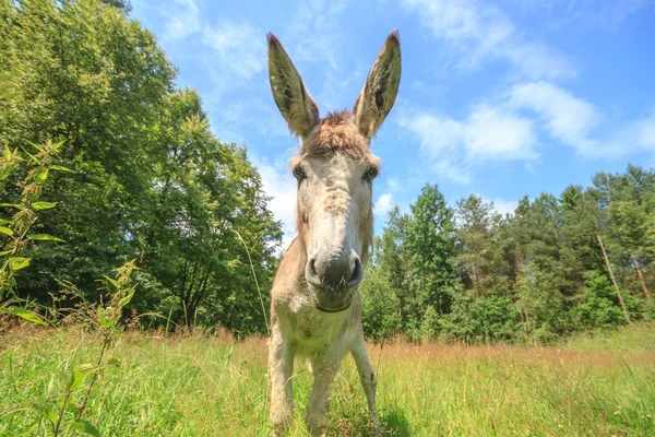 Burro. — Foto de Stock