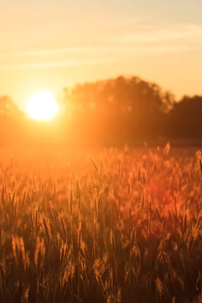 Agricultural field — Stock Photo, Image