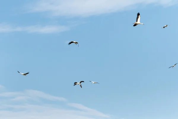 Aves — Fotografia de Stock