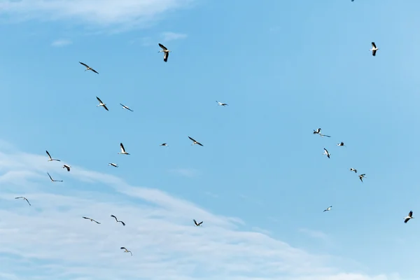 Kuşlar — Stok fotoğraf